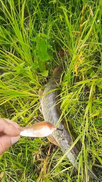 блесна атом смотреть онлайн