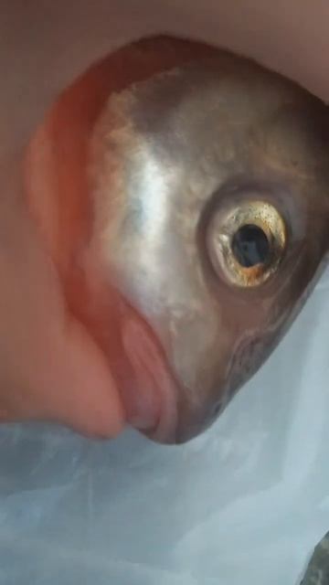 хвхаххахахх описание съела рыба смотреть онлайн