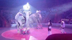 Цирк на Фонтанке Дрессированные слоны под руководством Алессандры-Елены Тарус и Давио Тони