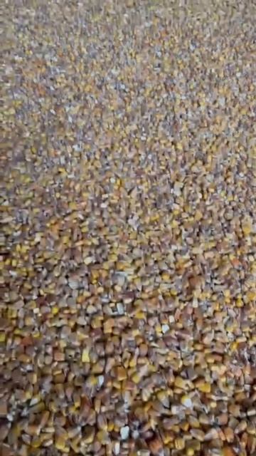 🌽 Кукуруза 🌽 урожай 2023 🌽 смотреть онлайн