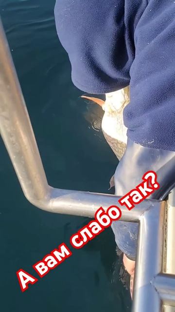 Ну давай ныряй и приведи других. #рыбалканаозере #жене? смотреть онлайн