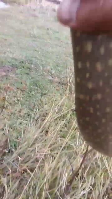 щука взяла в отвес на блесну с берега смотреть онлайн