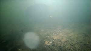 Ловля форели на пелец.