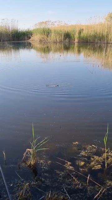 Огромный Линь на удочку🔥🎣https://t.me/domiknavolge777 #fishing #кара? смотреть онлайн