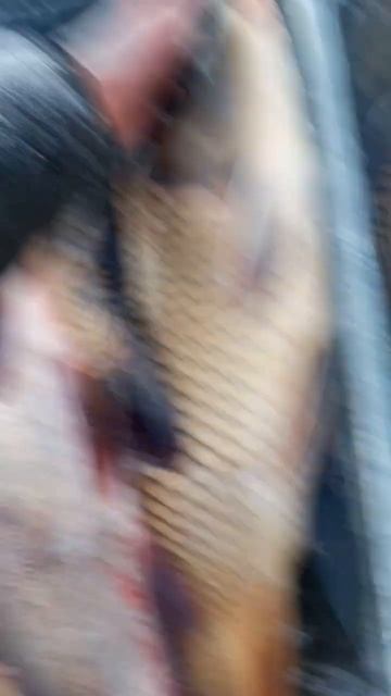 Рынок/Большая живая рыба #рыба #bigfish #fish #живаярыба #рын? смотреть онлайн