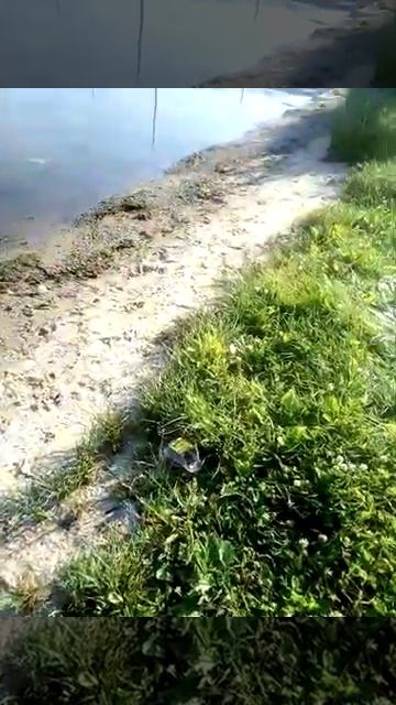 Ярославль, РФ,р.Которосль, центр,берег в мусоре,2022 смотреть онлайн