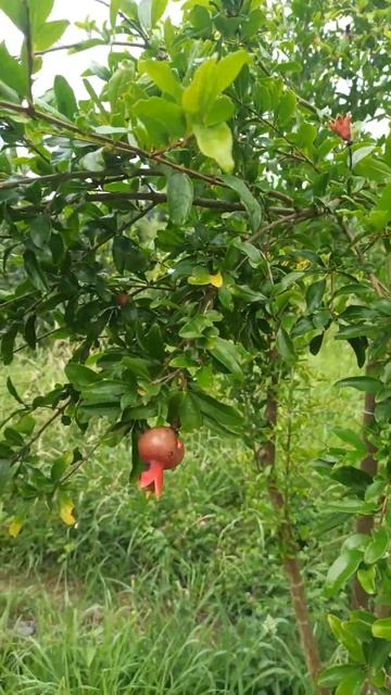 Абхазия. Гранат. 02.07.24 смотреть онлайн