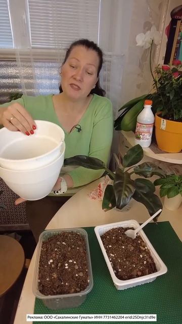 КУПИЛА ФИЛАДЕНДРОН ДЛЯ ОЗЕЛЕНЕНИЯ КОМНАТЫ ДОЧЕРИ смотреть онлайн