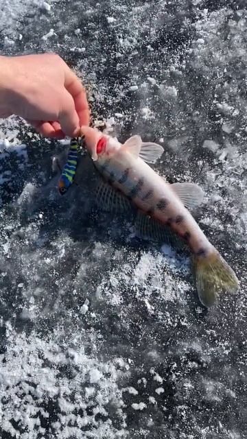 Рыбалка в Астрахани, зимняя рыбалка #астраханскаяобла смотреть онлайн