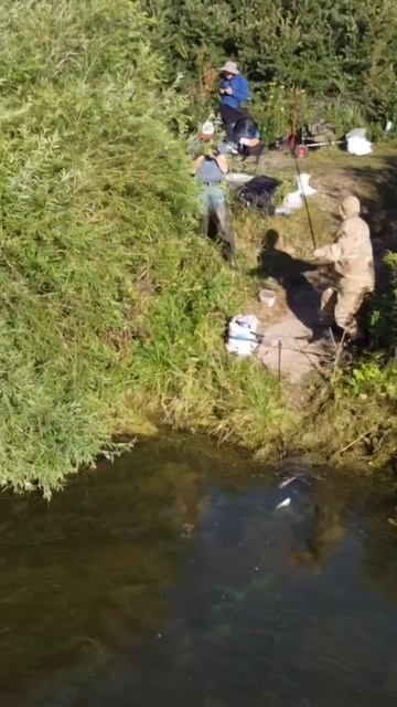 Лещ сам идет в подсак #fishing #feeder #рыбалка смотреть онлайн