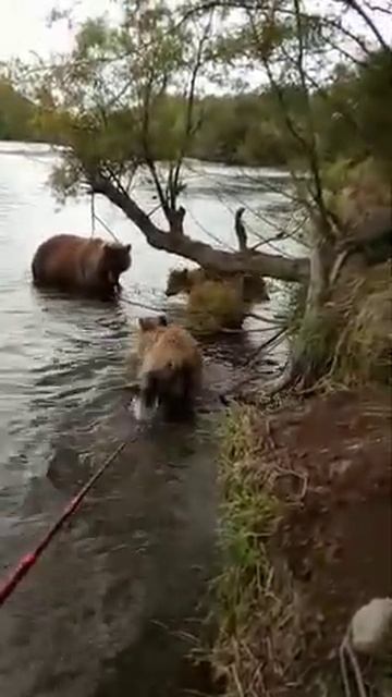 Рыбалка медведи смотреть онлайн
