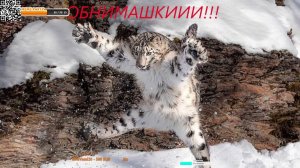 Medieval II: Total War Кто тут ПАПА!)))