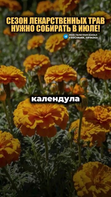 Лекарственные Травы, Которые Вы Должны Успеть Собрать смотреть онлайн