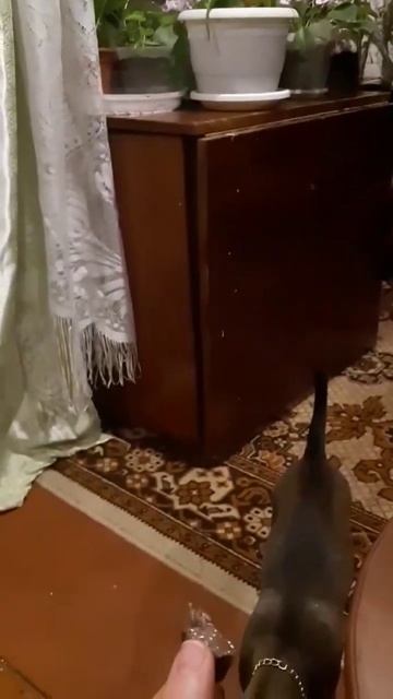 ест мясо 🍖 смотреть онлайн