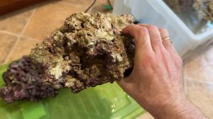 Живые камни с колёс из Арчер Фиш. Запуск морского аква?