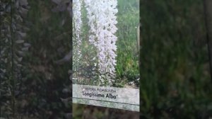 6 марта 2024 г. Глициния белая и голубая/ первый опыт/Кры