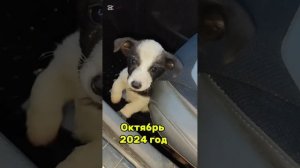 Мышонок, спасённый в октябре 2024 года, подрос
