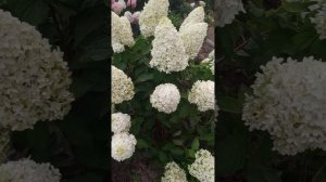 Метельчатая гортензия Скайфол. 31.07.2024г.