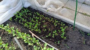 Ужасный вид рассады . Шансы на продажу