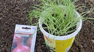 Как высаживаю в ОГ рассаду лука, выращенную из семян