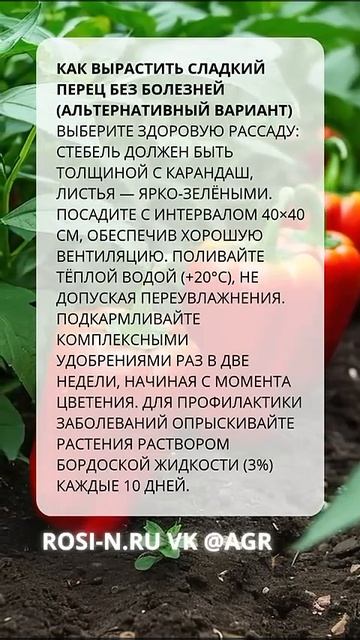 Как вырастить сладкий перец без болезней альтернатив?