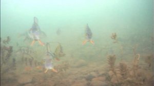 Вот куда опять полез...... Ох уж эти рыбаки!!!