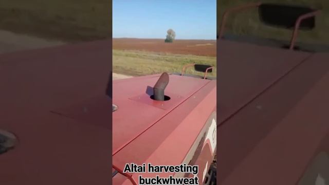 Алтай, жатка на поле гречихи смотреть онлайн