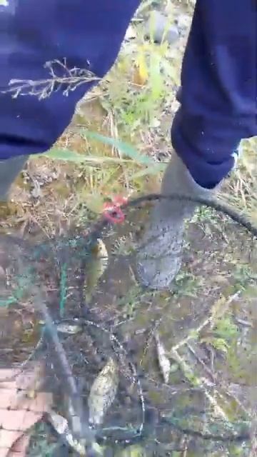 Наловили гальянов в снасть "мордуша", рецепт шпроты из смотреть онлайн