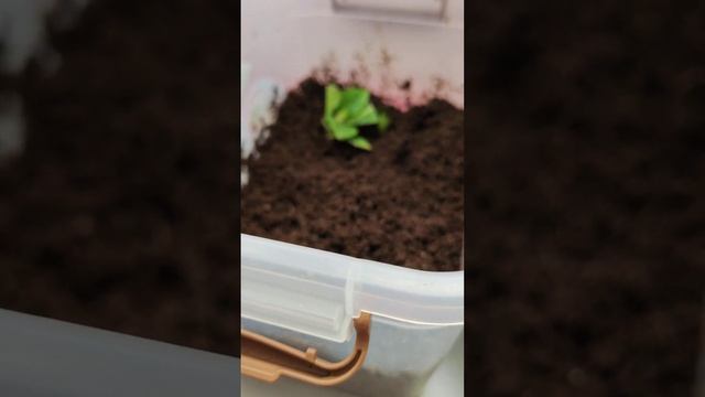 Укорененные черенки гортензии крупнолистной. смотреть онлайн