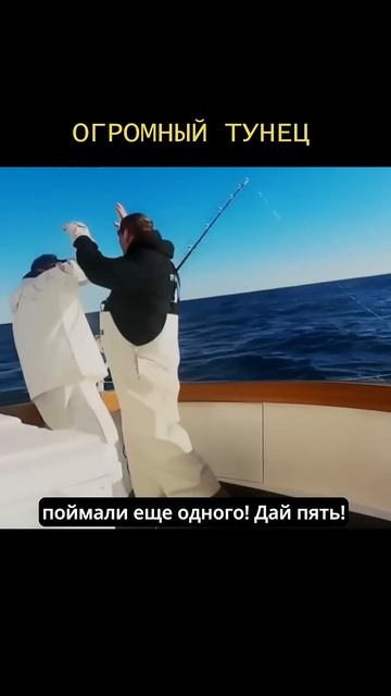БОЛЬШЕ ЧАСА ЛОВИЛИ ТУНЦА #shorts #рекомендации #sea #fishing #ры смотреть онлайн