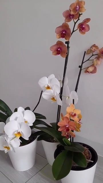 Белые и оранжевые орхидеи White and orange orchids ?