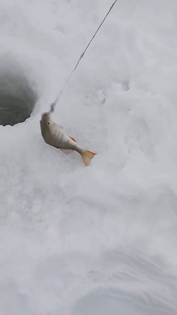 Дикий окунь Рыбалка на севере#SHORTS смотреть онлайн