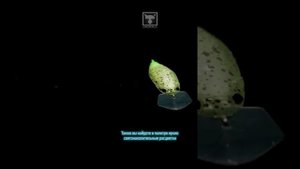 Особенности применения приманок TIMON Pepino, BuriBuri и TC Reigen #J