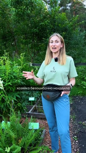 Лабазник - полезное и декоративное растение! #plants #алта смотреть онлайн