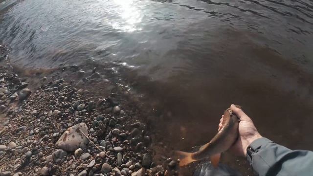 "Есть! Наконец-то..." Тайга. Дикое мясо. Снова потерял др? смотреть онлайн