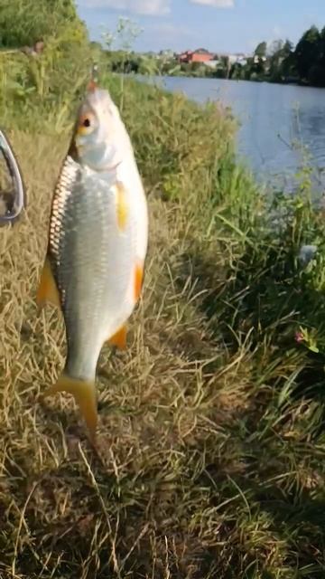 Плотва на мормишку #fishing #рибалка #мормишинг #flagman #best #ul смотреть онлайн