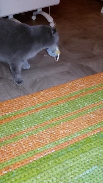 Доброй ночи Мурзик#ольгамурзик #дача #гортензия смотреть онлайн