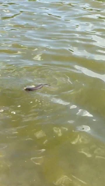 Боковой кивок, Мормышка, Опарыш… смотреть онлайн