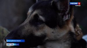 ВЕСТИ КРЫМ: выпуск 13.05.2025 11:30