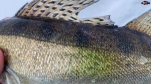 КЛЮЧИК от БЕЗКЛЁВЬЯ || FRAPP Whiphead 75mm || ПОДВОДНАЯ СЪЁМКА || ?