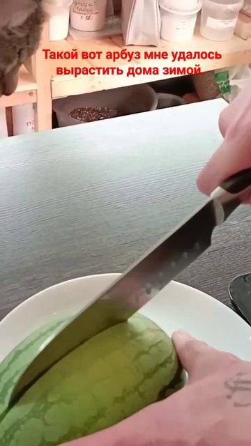 Такой вот хрустящий арбуз вырастил в квартире под лам? смотреть онлайн