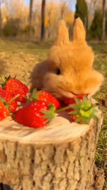 Кролик ест клубнику в лесу смотреть онлайн