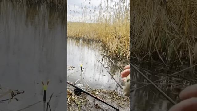 Ловим рыбу и втыкаем #рыбалка #поплавок #карась #fishing #sho смотреть онлайн