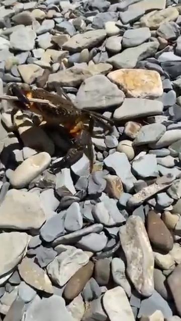 Силач💪 Калипсо#краб #fishing #рыбалка #ribalka смотреть онлайн