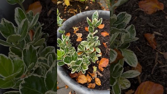 Золотая осень 🍁🍂17.10.24.год