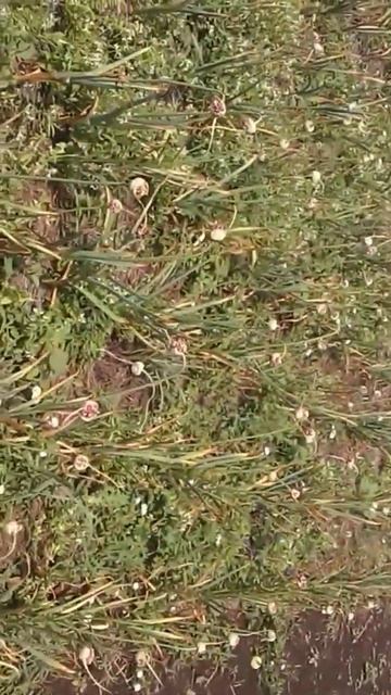 семена чеснока воздушка 2023 смотреть онлайн