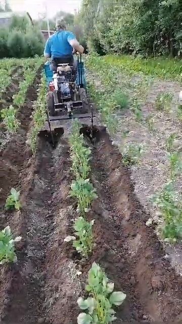 Окучивание картофеля. Адаптер Ак-1. 2024г смотреть онлайн