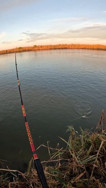 Ловля сазанов и карпов в Астрахани. Рыбалка в Астрахан смотреть онлайн