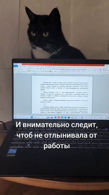 #небеснаяканцелярия #фэнтези #котики #муза #работа #кни