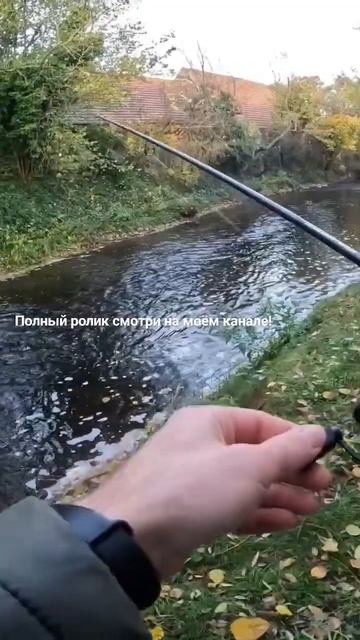 Рыбалка на спиннинг осенью, ФОРЕЛЬ! #fishing #рыбалка #short смотреть онлайн